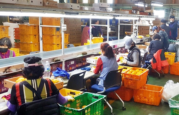 제주 감귤 농장에서 수확한 감귤를 직원들이 선별 작업을 하고 있다. 사진=한국농수산식품유통공사 제공