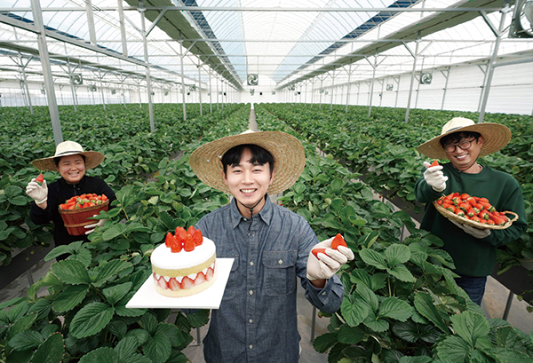 충남 논산시에 위치한 비타베리 재배 농가에서 청년농부들이 비타베리와 비타베리를 활용한 파리바게뜨 케이크를 들고있다.사진=SPC그룹 제공